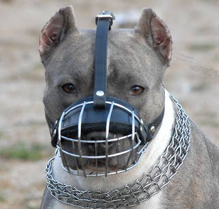 do pitbulls jaws lock do pitbulls jaws lock